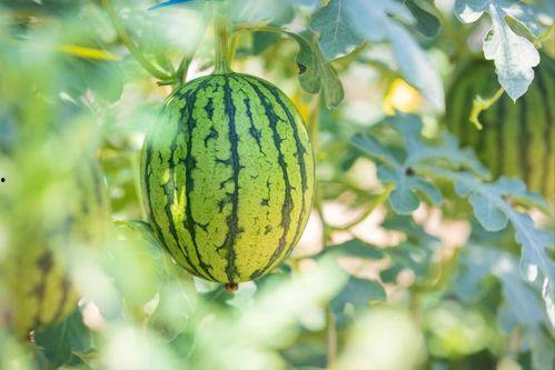 开封吃瓜最新事件爆料,揭秘最新事件幕后真相  第3张